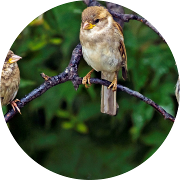 Bird